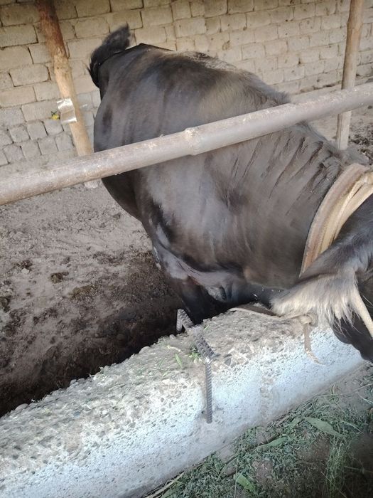 5 qora mollar sotiladi yeb ichishi zur narxi kelishamiz