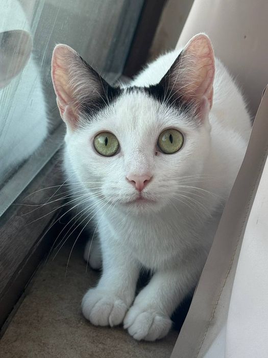 женска котка на 50% сфинкс