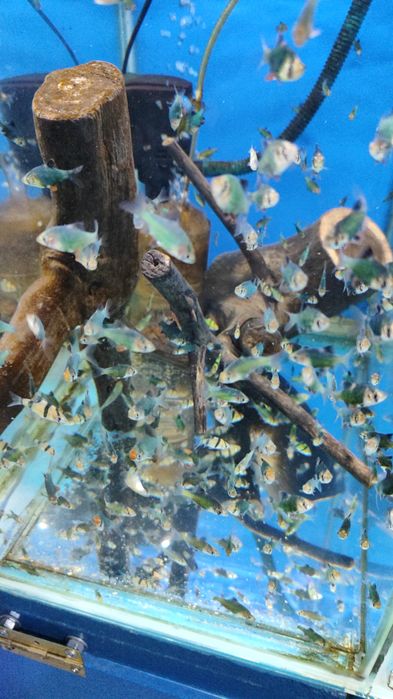 Аквариумные рыбки