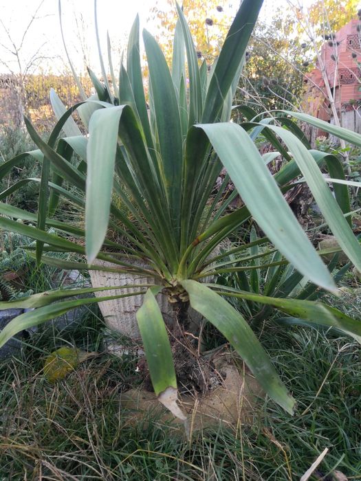 Plante perene - rezistente la îngheț