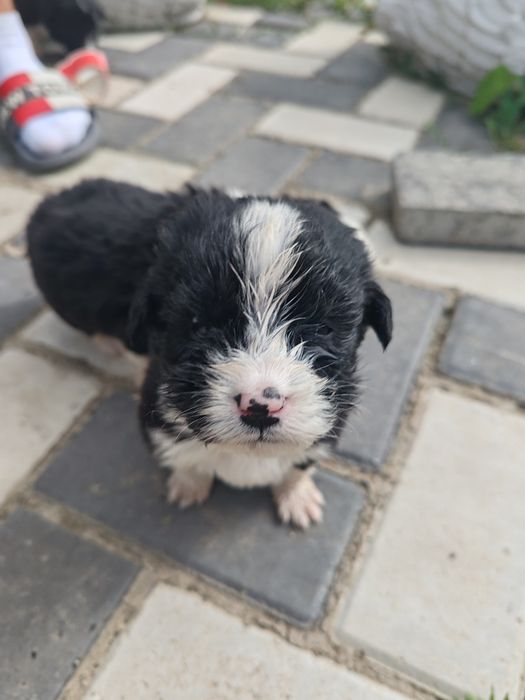 Cățeluși spre adopție