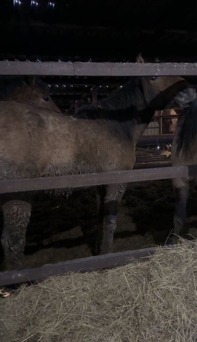 Жеребец Мугалжар