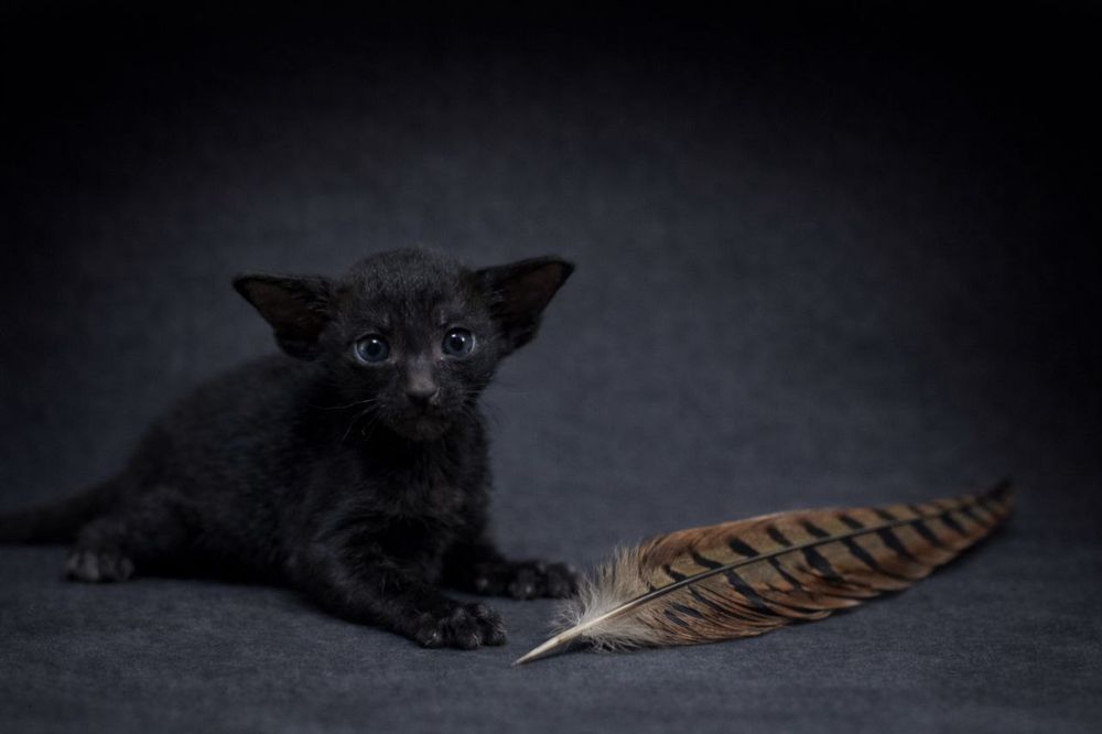 Ориенталы мечта сбывается