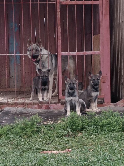 Продам щенька овчерки