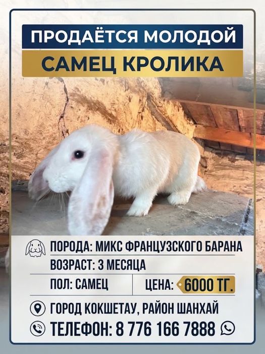 Продам кроликов разных пород