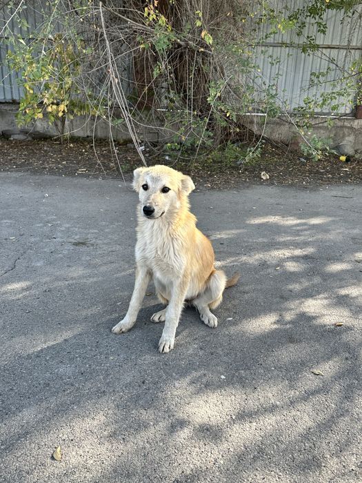 Отдам щенка девочку, в добрые руки