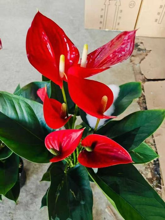 Tabiiy gullar табиий гуллар tuvaklar тувак гаршок  удабрения дорилар