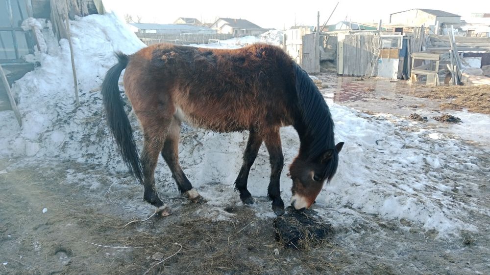 Жемделген байтал сатылады.