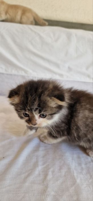 Котята шиншилла вислоухие