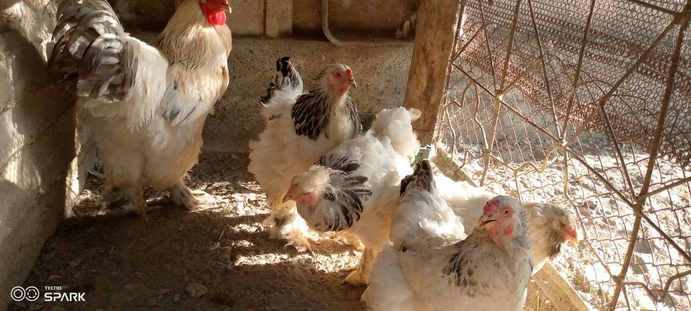 Brama tovuq va xoʻroz sotiladi