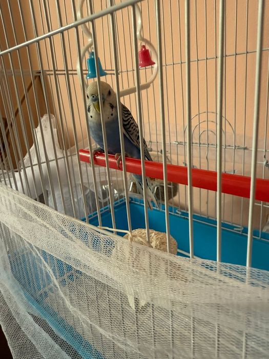 Попугай в красивом оттенке