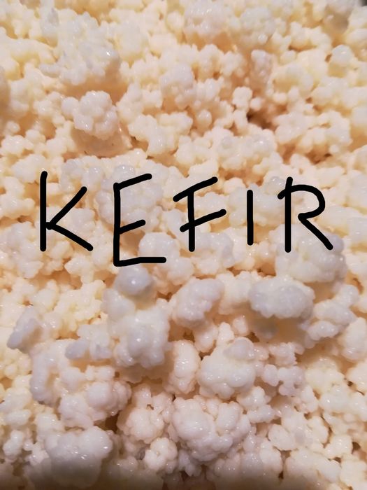 Ciupercă de lapte kefir chefir