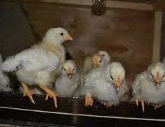 Балапан сатылады