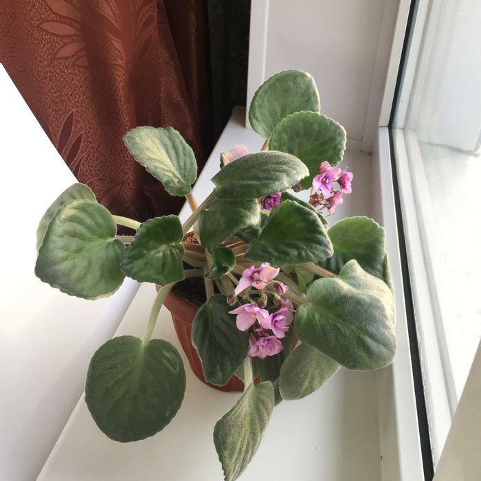 Цветы комнатные в