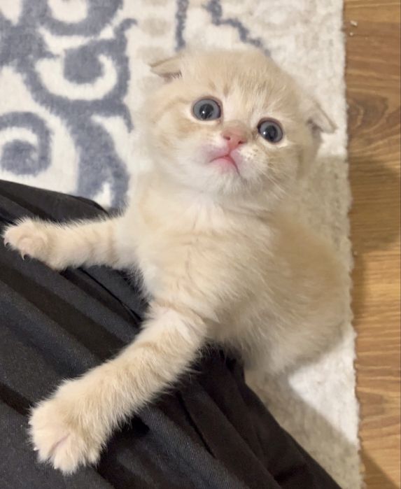 Продам шотланский висалухий