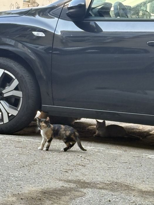 pui de pisica fara casa