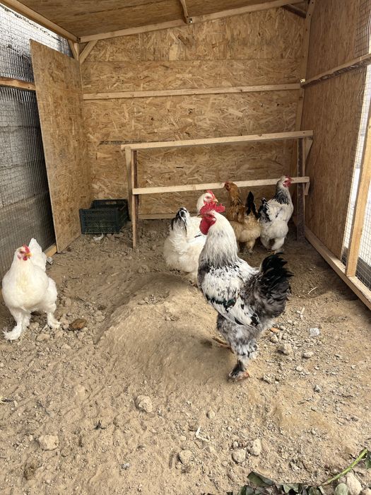 Брама тауықтар сатылады