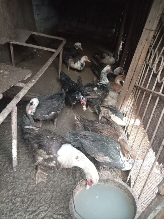 Ordak quyonla sotiladi