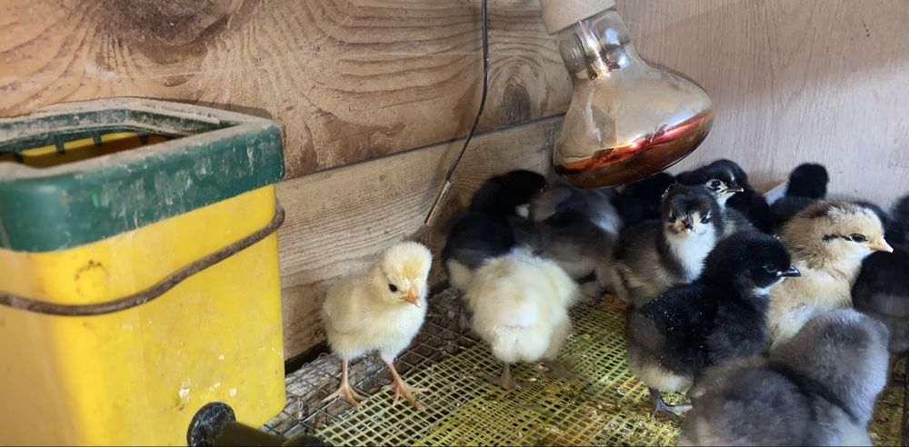 Pui araucana si australorp