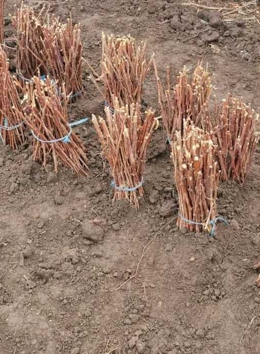 Vindem Butași zmeură și mure