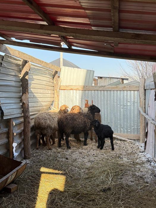 Қой қозысы мен..