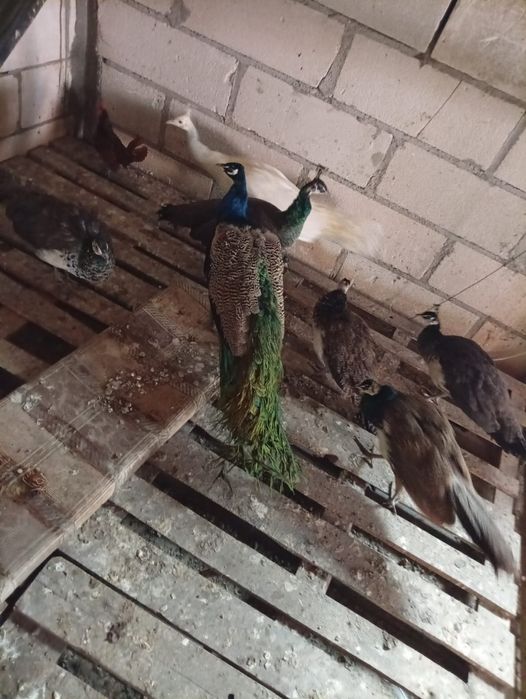 Vand sau schimb pauni