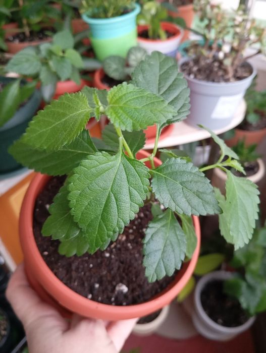 Продам комнатные растения