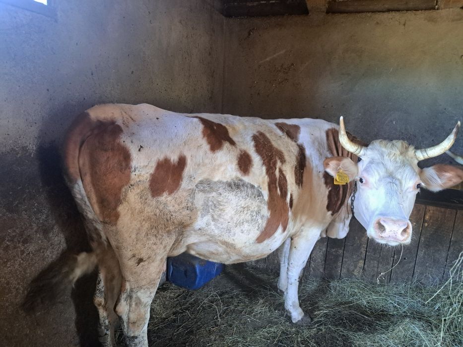 De vânzare doua vaci ,tinere, detalii la 0754652785