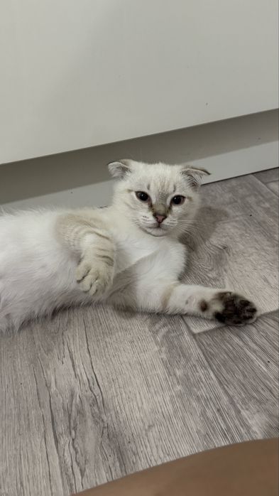 Шотландский вислоухий котенок