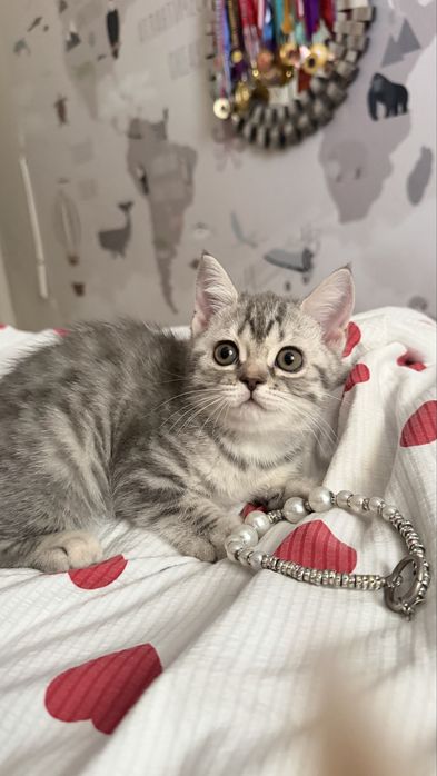 Продам Кота Породистый