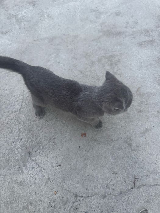 Scottish Fold (shotland bukri quloqli) mushuk