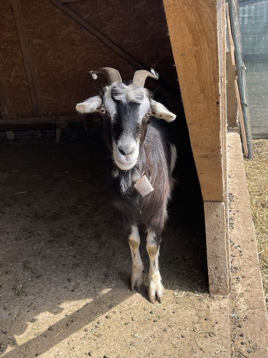 Capra de vanzare  a făta  mai multe detalii la telefon