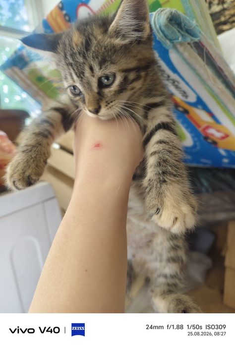 Отдам котят в добрые руки