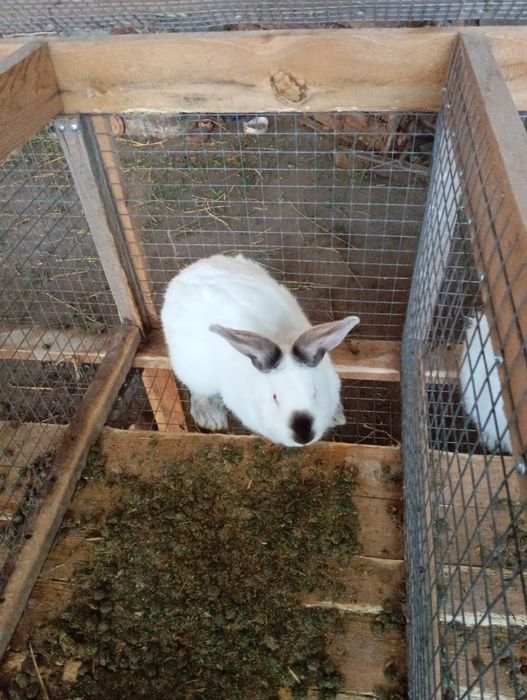 Кролы калифорния