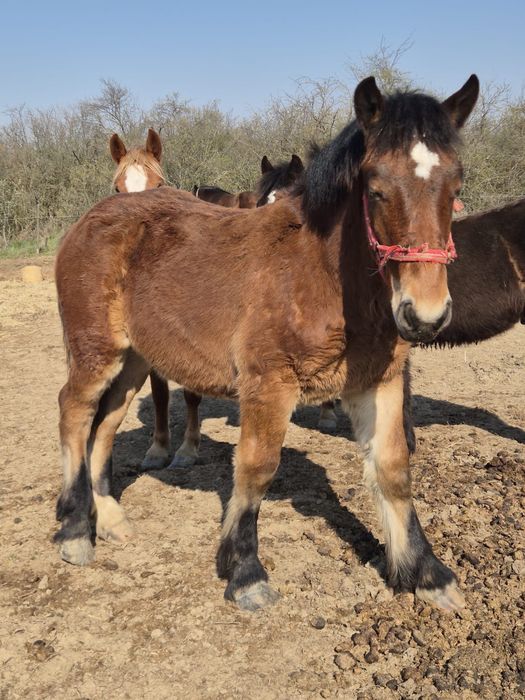 Manz greu de vanzare