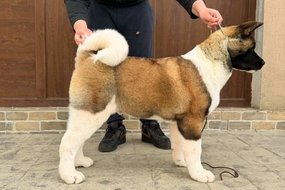 Mascul Akita American