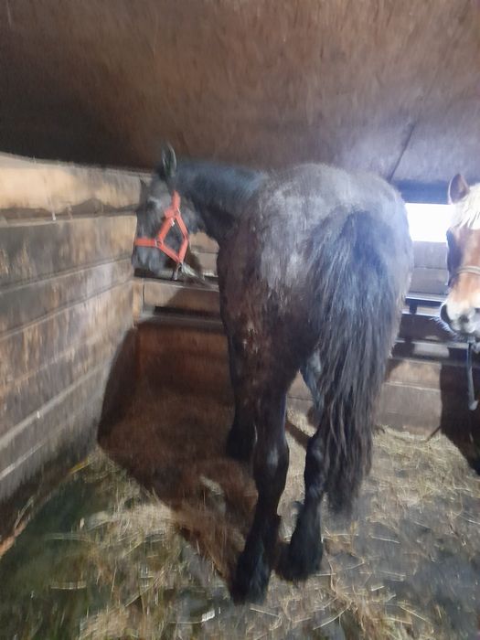 Vand 2 manze 10-11 luni