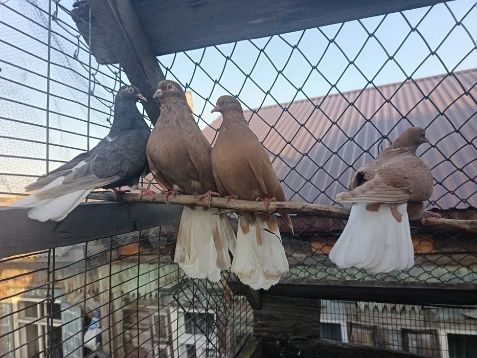 Голуби бабочки продам