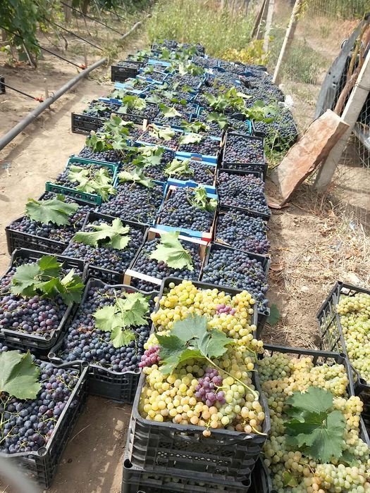 Butași viță de vie Altoita și Hibrida anul 2 și 3 diverse soiuri