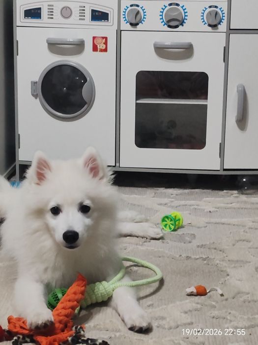 Японский шпиц продам