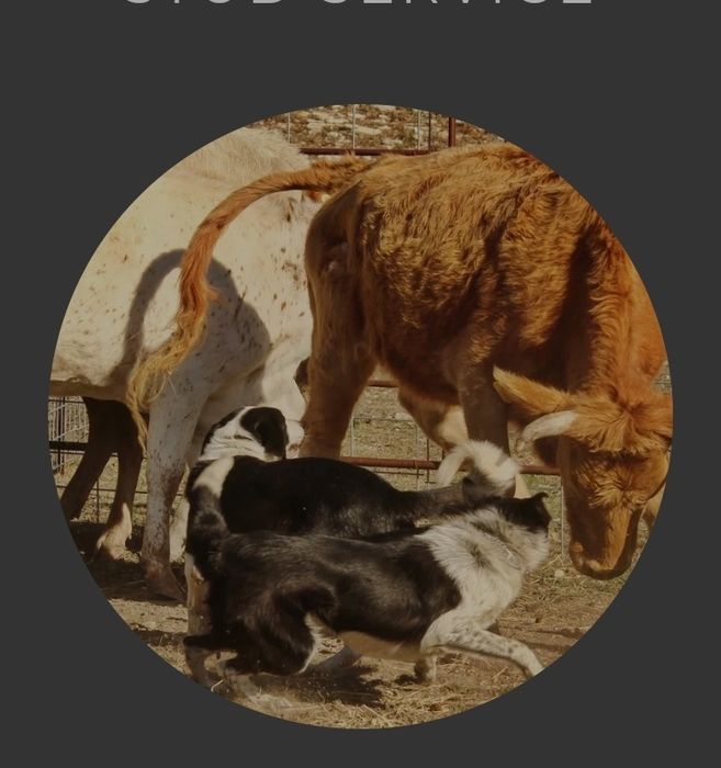 Бордер колли щенки