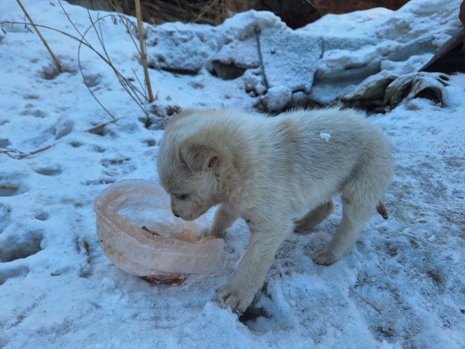 Щенок (девочка)  бездомный