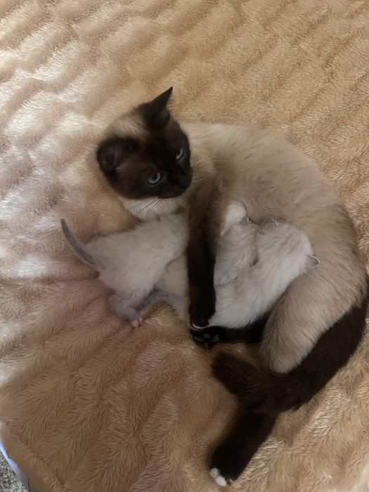 Отдам котят в добрые руки симские