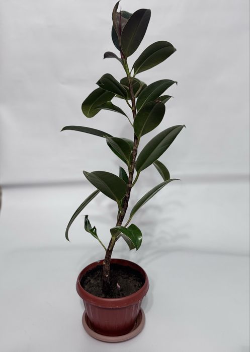 Домашние растение