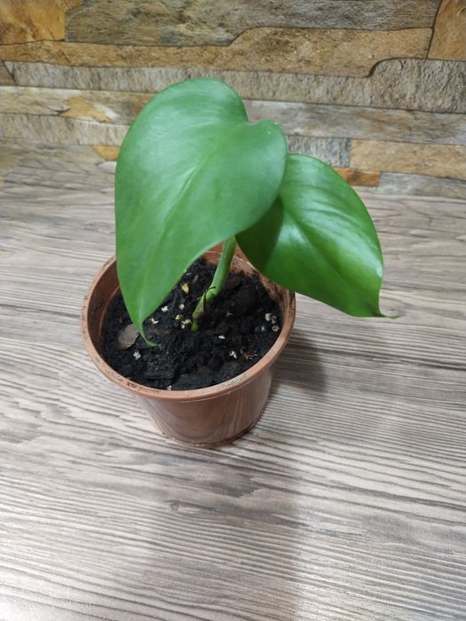 Продаётся Монстера делициоза