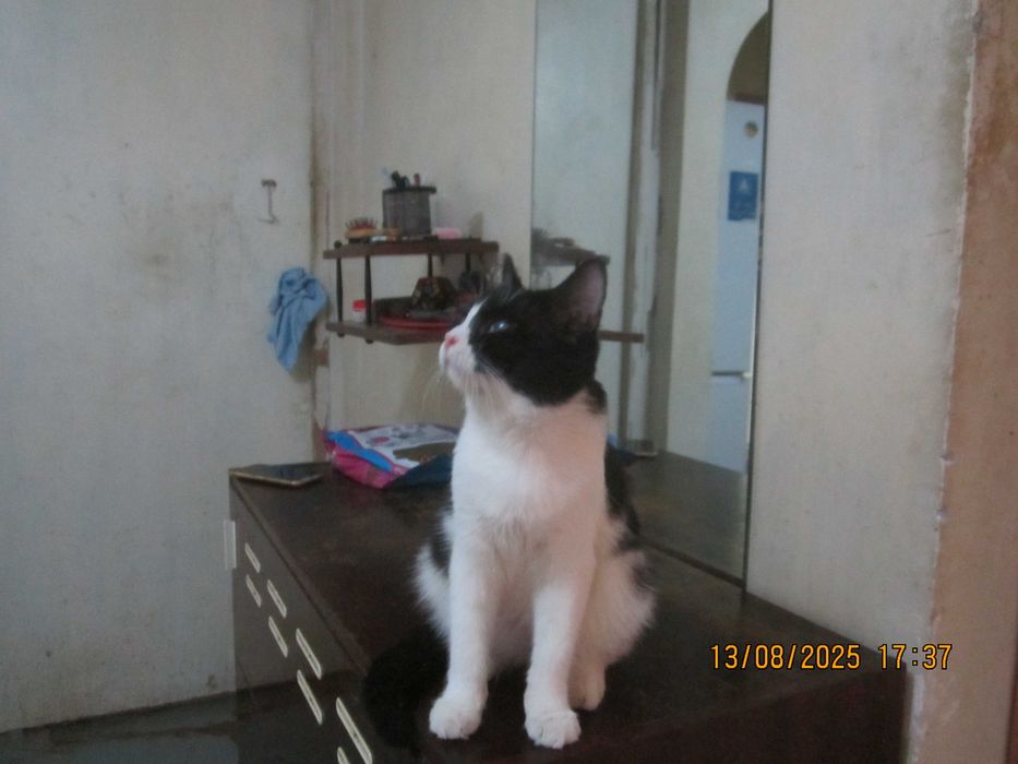 Домашний котенок в добрые руки. Смотрите другие объявления автора.