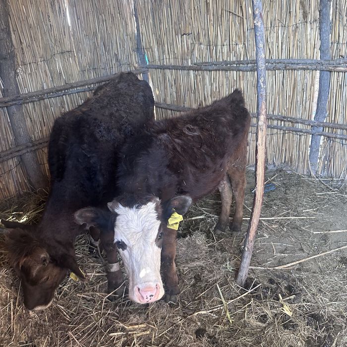 Телки 2еу сатылад