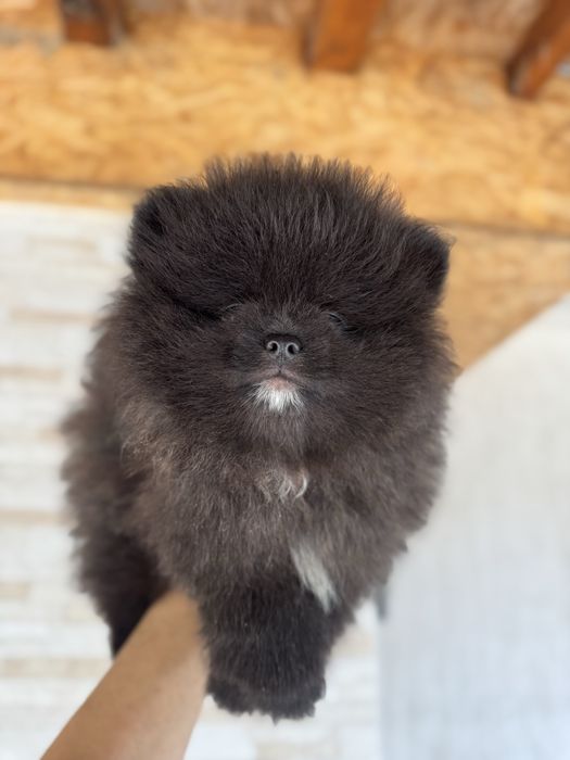Померан bear face