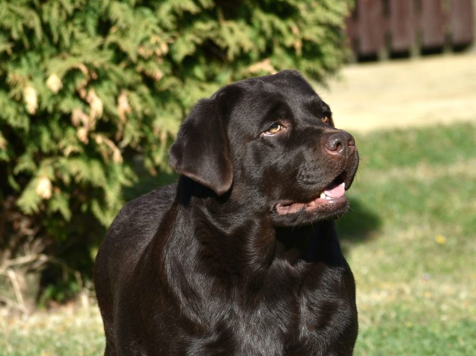 Labrador retriever