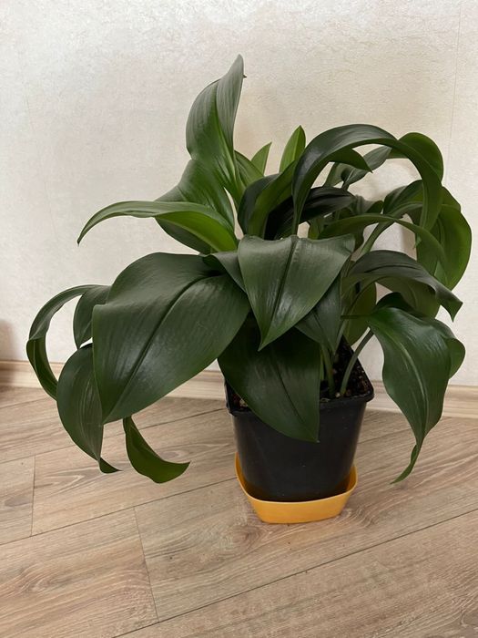 Комнатные цветы и горшки